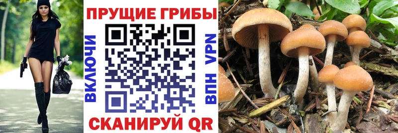 Галлюциногенные грибы Magic Shrooms  Купить закладки  Дигора 